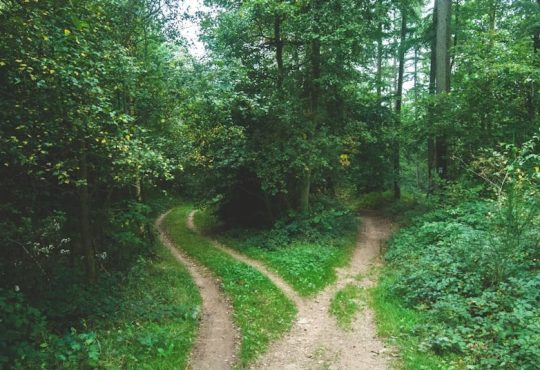 Two paths diverging in a forest