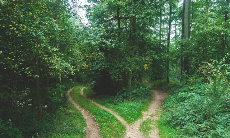 Two paths diverging in a forest