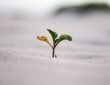 closeup photography of plant on ground