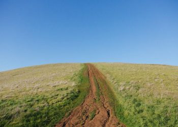 green and brown grass field
