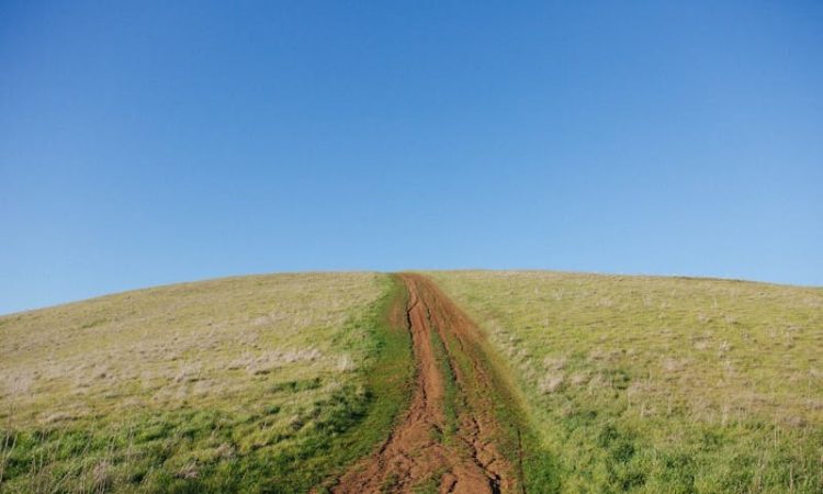 green and brown grass field