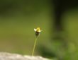A small coat button flower on a rock