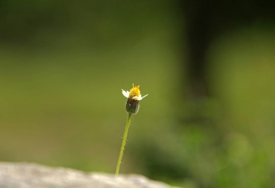 A small coat button flower on a rock