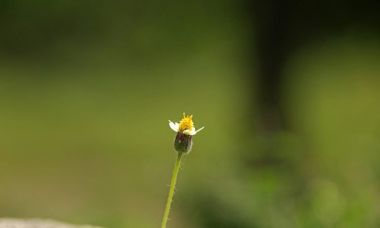 A small coat button flower on a rock