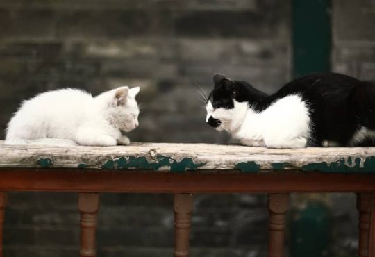Two cats sitting on a bench and looking at each other