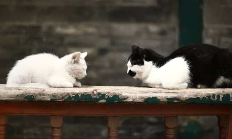 Two cats sitting on a bench and looking at each other